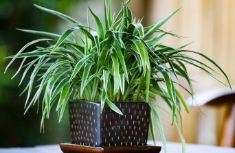 Top 5 Indoor Plants for Nairobi’s Cold July Weather