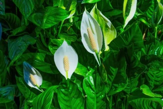 Peace Lily in Kenya: Beauty, Air Purification & Indoor Elegance
