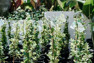 Star Jasmine : Fragrance, Care & Climbing Beauty