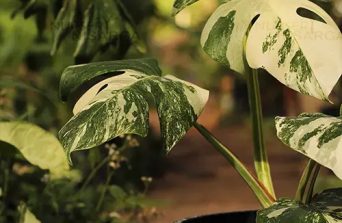 Monstera in Kenya: How to Grow, Care & Style the Iconic Swiss Cheese Plant