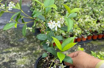 Star Jasmine – Fragrance, Beauty, and Timeless Charm