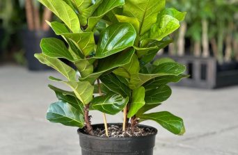 Fiddle Leaf Fig in Kenya: Care, Benefits & Indoor Styling Tips