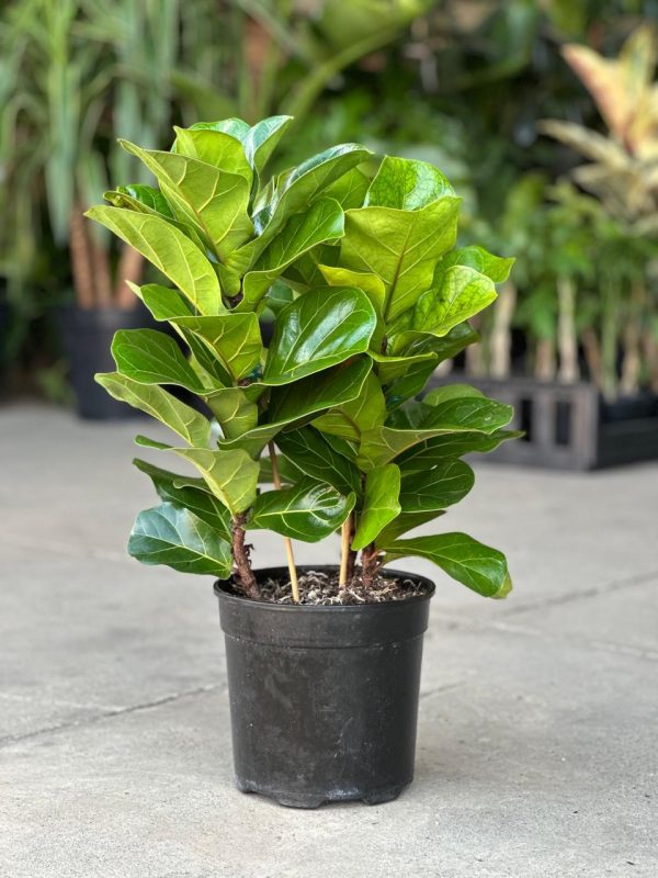 Fiddle Leaf Fig Tree – Lush Indoor Greenery - Image 3