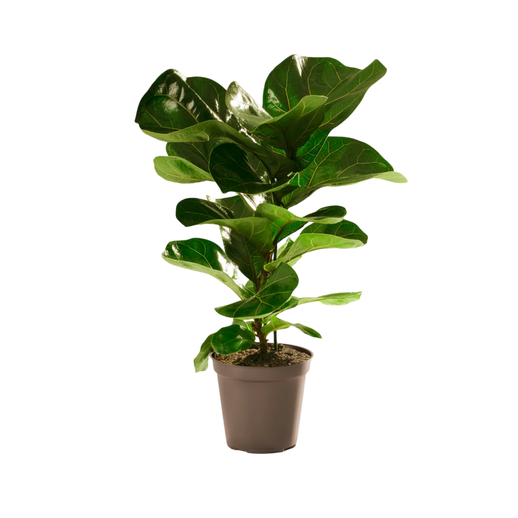 fiddle leaf