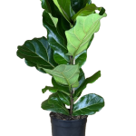 Fiddle_leaf_Tree