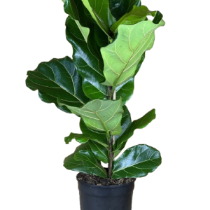 Fiddle_leaf_Tree
