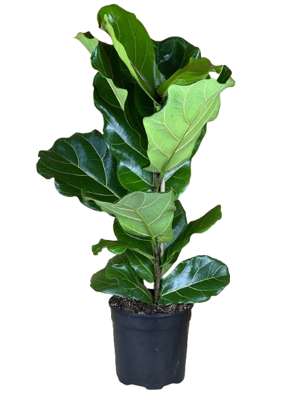 Fiddle_leaf_Tree