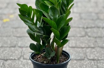 ZZ Plant: The Low-Maintenance Gem for Modern Homes