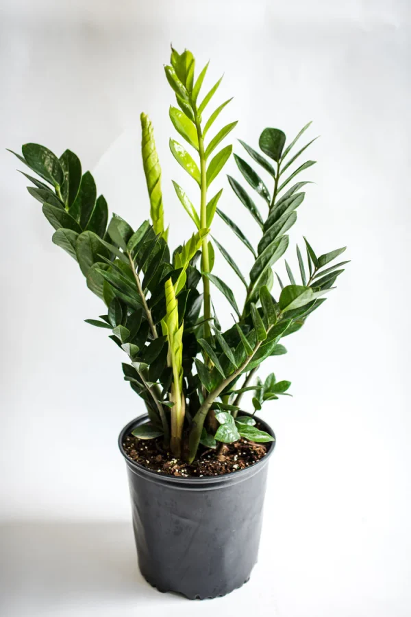 ZZ Plant –Low Maintenance Indoor Plant - Image 2