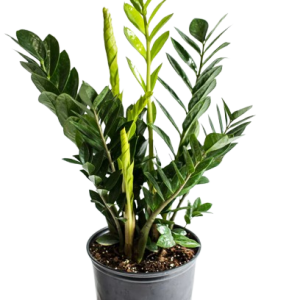 ZZ Plant –Low Maintenance Indoor Plant