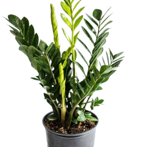 ZZ Plant –Low Maintenance Indoor Plant