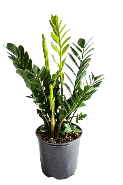 ZZ Plant –Low Maintenance Indoor Plant