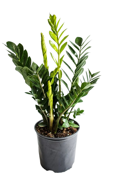 ZZ Plant –Low Maintenance Indoor Plant