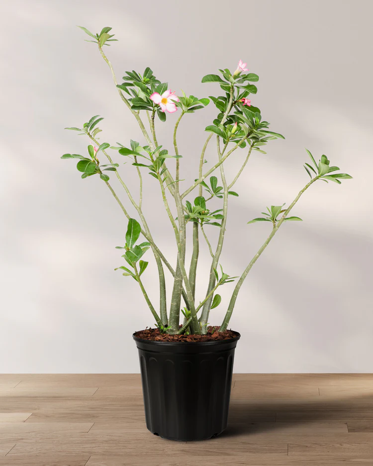 DESERT_ROSE