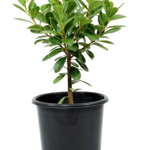 Ficus Microcarpa – Elegant Indoor Air-Purifying Tree