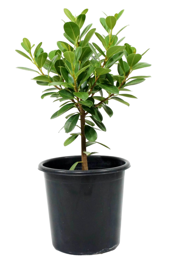 Ficus Microcarpa – Elegant Indoor Air-Purifying Tree