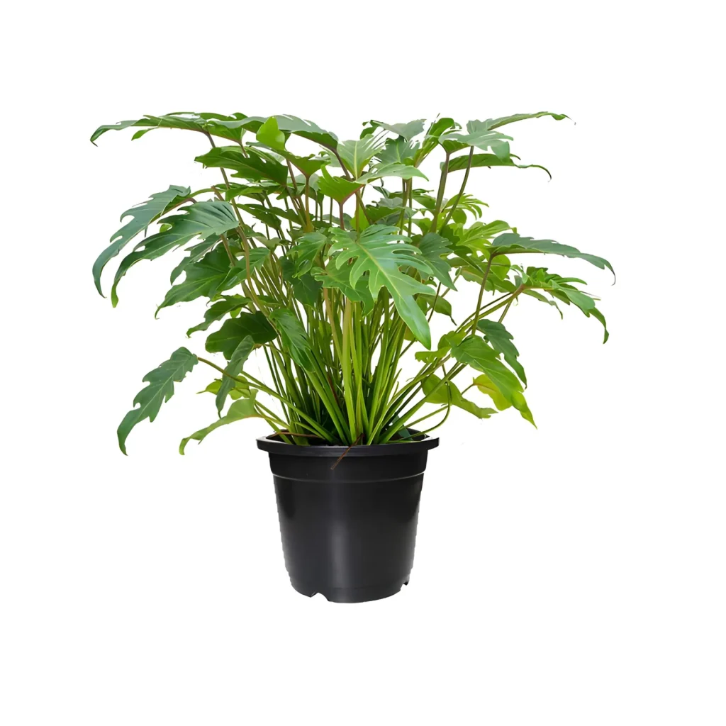 Philodendron Xanadu