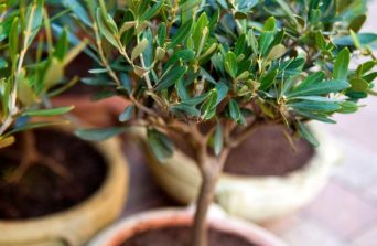 Olive Trees in Kenya: Olea Africana vs. Olea Europaea