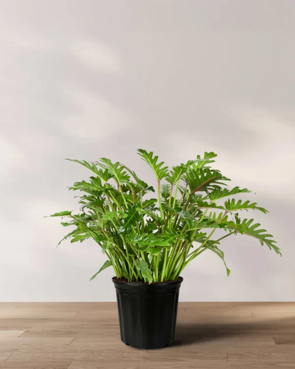 Philodendron Xanadu - low-maintenance tropical beauty - Image 2