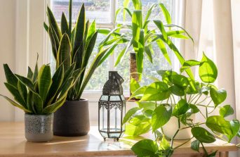 The Best Bedroom Houseplants to Create a Relaxing Oasis