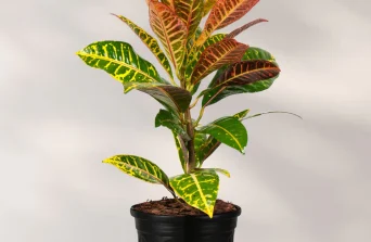 Croton Plant : Bold Colors, Symbolism & Care Tips