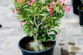 Desert Rose – The Sculptural Beauty of Dry Climates