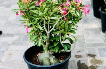 Desert Rose – The Sculptural Beauty of Dry Climates