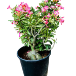 desert_rose