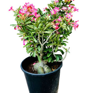 desert_rose