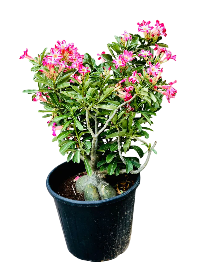 desert_rose