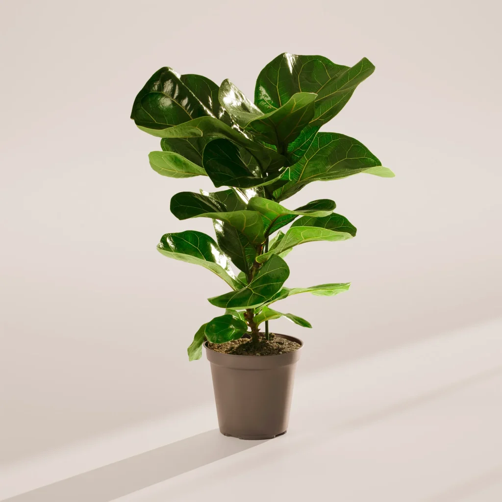 Fiddle Leaf Fig Tree