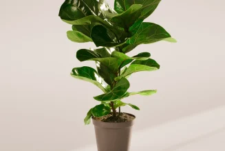 Fiddle Leaf Fig Tree in Kenya: A Statement Plant for Modern Spaces