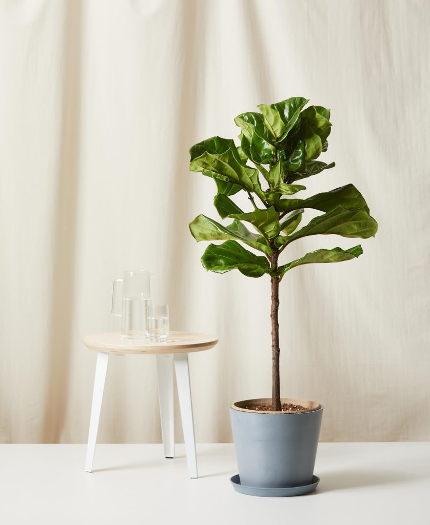 Fiddle Leaf Fig Tree
