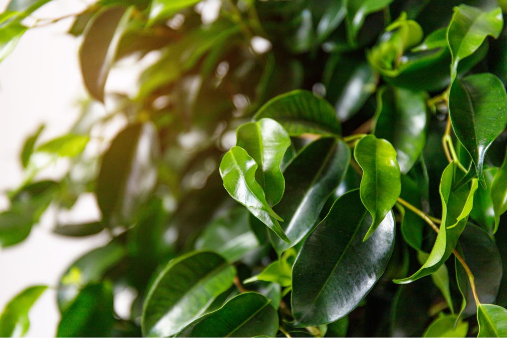 weeping_fig_tree