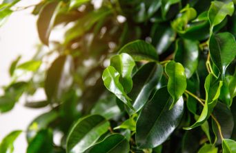 Weeping Fig Tree : Symbolism, Care & Growing Tips