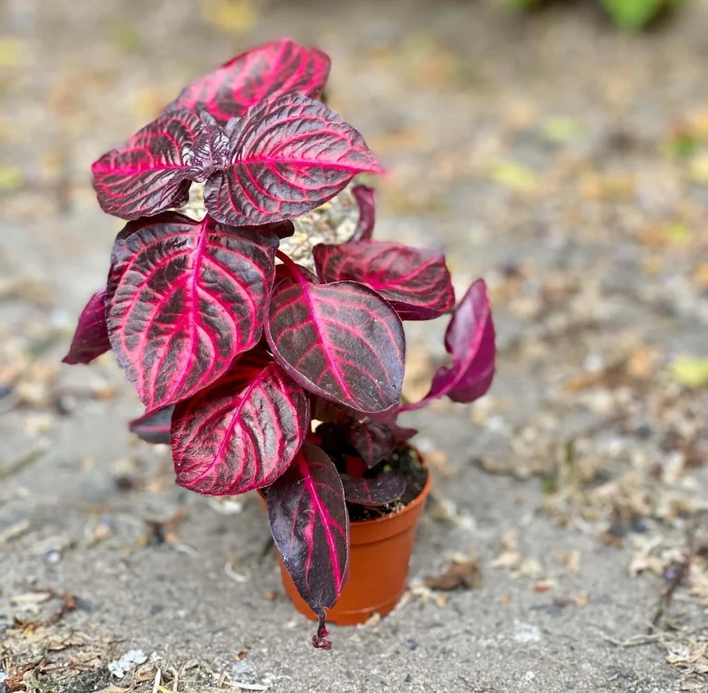 Blood_leaf
