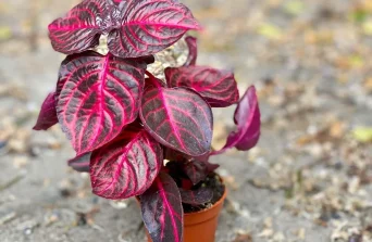 Bloodleaf Plant : Vibrant Color & Easy Care Guide