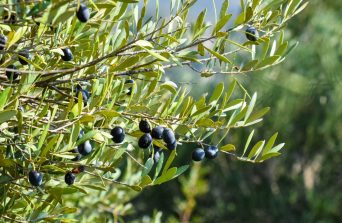 Olea Africana: The Wild Olive Tree of Africa