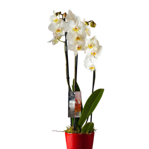 Phalaenopsis Orchids
