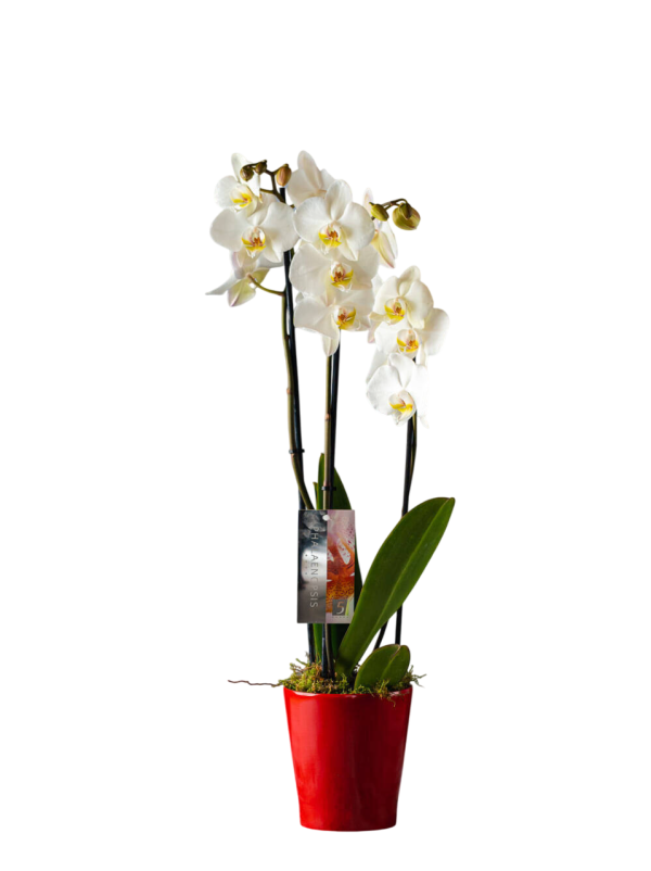 Phalaenopsis Orchids