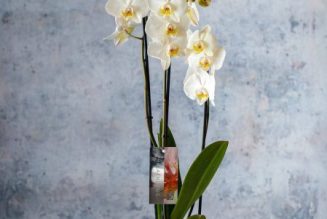 Phalaenopsis Orchids : Elegance and Long-Lasting Blooms