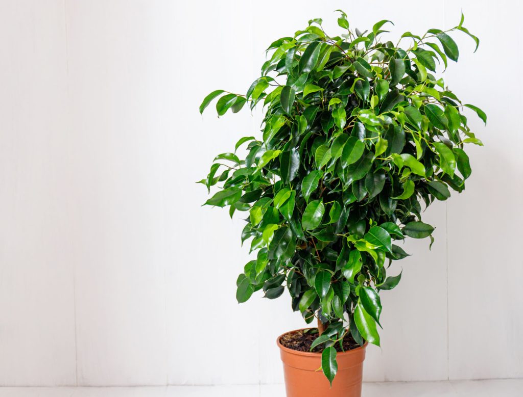 weeping-fig