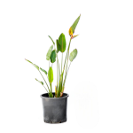 Bird of Paradise