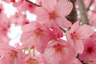 Cherry Blossom (Prunus serrulata): Symbol of Renewal and Beauty