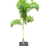 Foxy Tail Palm