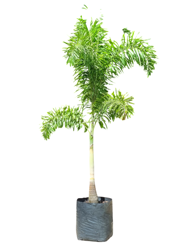 Foxy Tail Palm