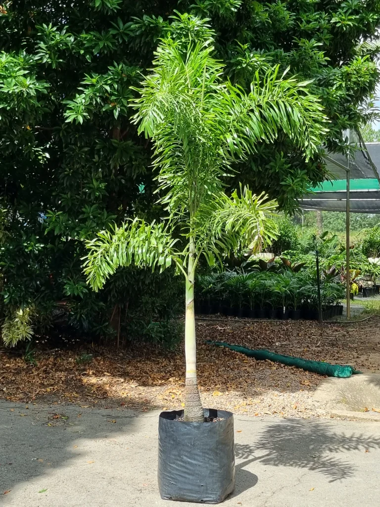 Foxy Tail Palm 