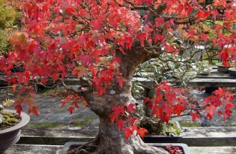 Japanese Maple Bonsai: A Living Work of Art for Your Space