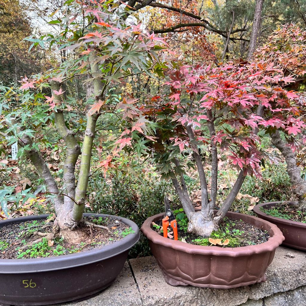 Japanese maple bonsai