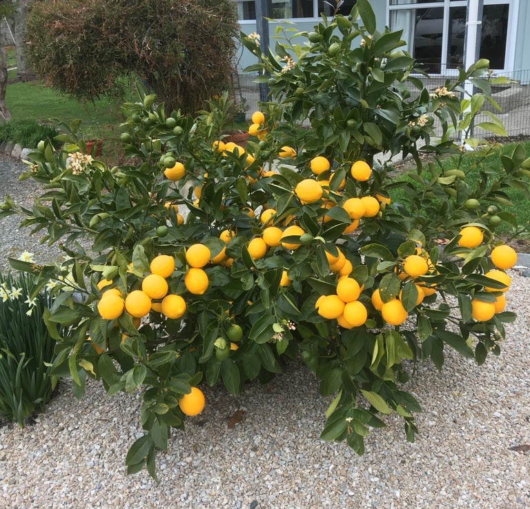 Meyer lemon tree